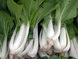Bok Choy