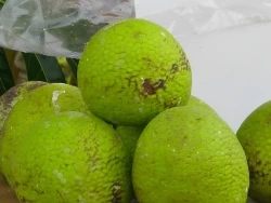Breadfruit