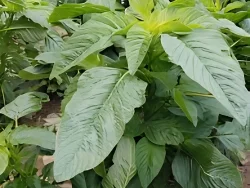 Callaloo