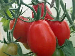 Plum Tomatoes