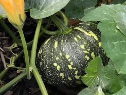 Pumpkin