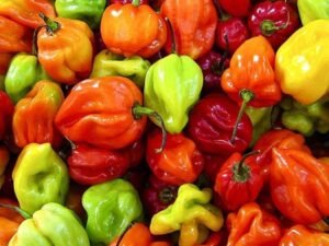 Hot Pepper