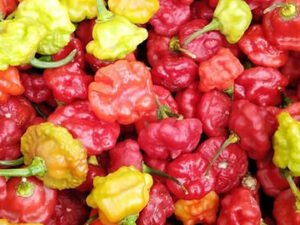 Season Pepper