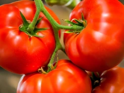 Champion Tomatoes