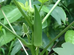 okra
