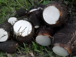 Cacoyam